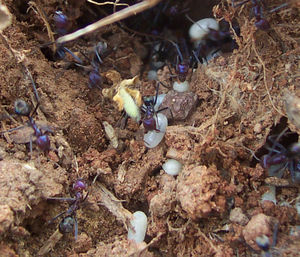http://upload.wikimedia.org/wikipedia/commons/thumb/e/e0/Ants_evacuating_eggs.jpg/300px-Ants_evacuating_eggs.jpg