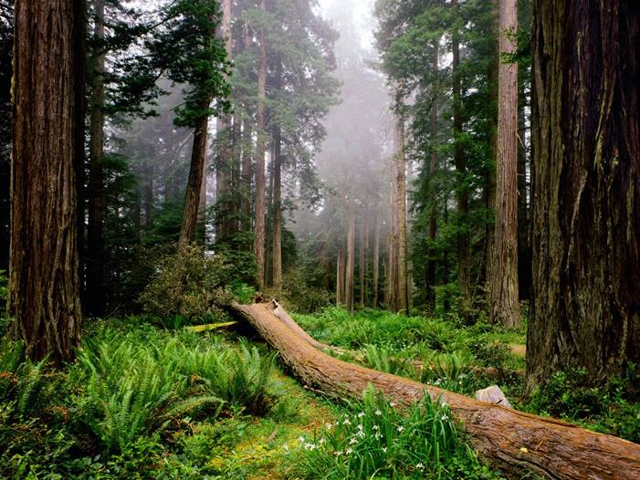 forest and trunk