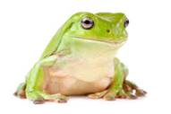 نتيجة بحث الصور عن ‪frog‬