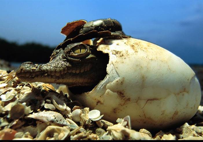 american-crocodile-baby