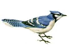 bird_2