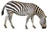 zebra