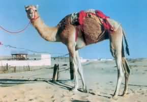 camel