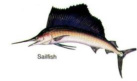 sailfish